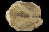 Metasequoia (Dawn Redwood) Fossil - Montana #102334-1